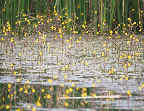 bublinatka obyčajná (Utricularia vulgaris)