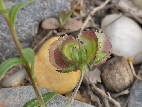 Calendula tripterocarpa (Calendula tripterocarpa)