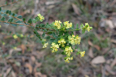 Pimelea flava flava