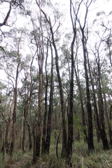 Eucalyptus goniocalyx goniocalyx