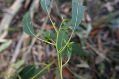 Eucalyptus goniocalyx goniocalyx