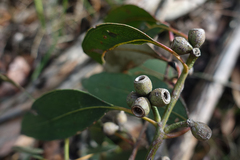 Eucalyptus goniocalyx goniocalyx
