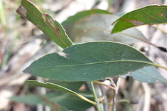 Eucalyptus goniocalyx goniocalyx
