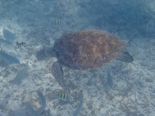 Chelonia mydas