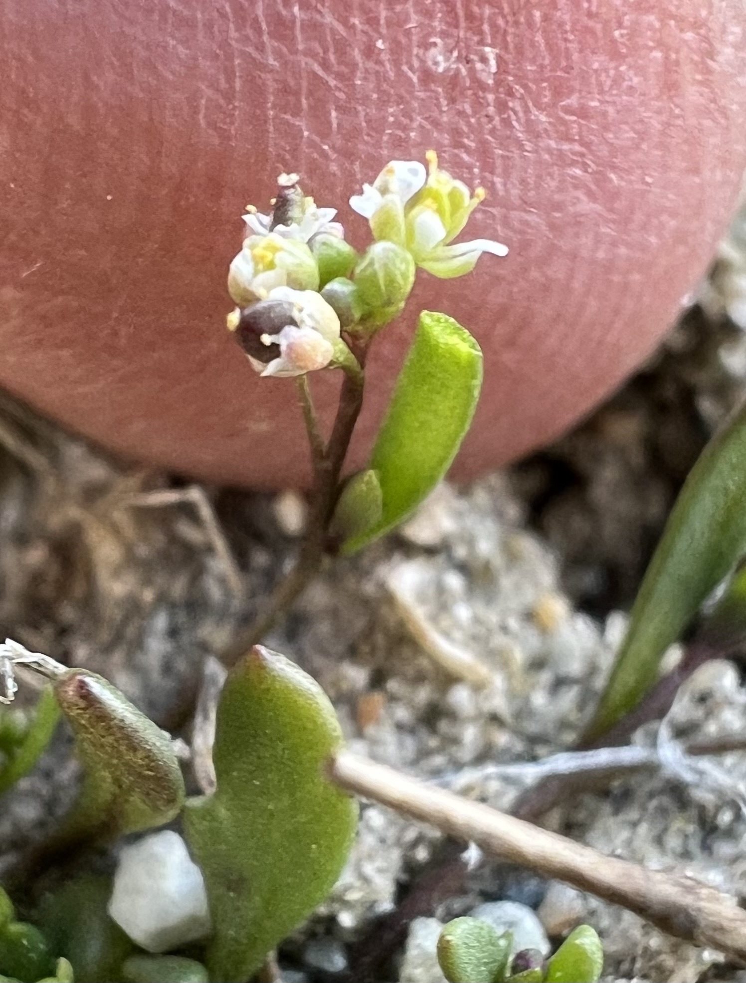 Prostrate Hutchinsia (Hornungia procumbens)
