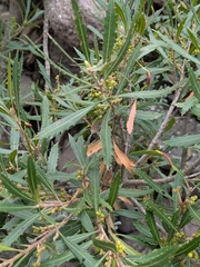 Myrica serrata