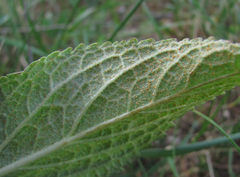 Puccinia phlomidis