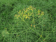 Puccinia libani