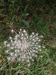 Daucus carota