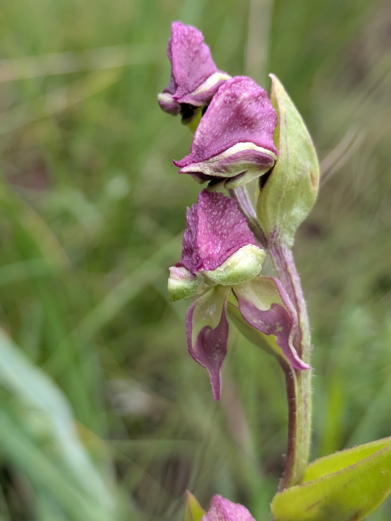 Disperis stenoplectron