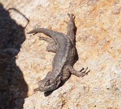 Sceloporus occidentalis becki