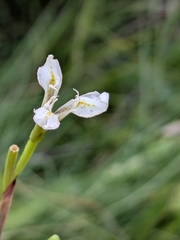 White-awned Moraea (Moraea albicuspa)