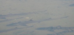 Mustelus henlei