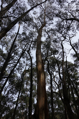 Eucalyptus cypellocarpa