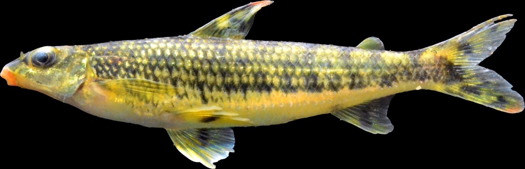 African Striped Darter