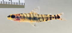 African Striped Darter photo 3
