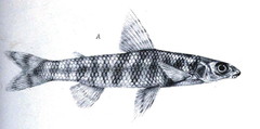 African Striped Darter photo 4