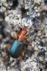 Brachinus crepitans
