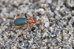 Brachinus crepitans
