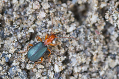 Brachinus crepitans