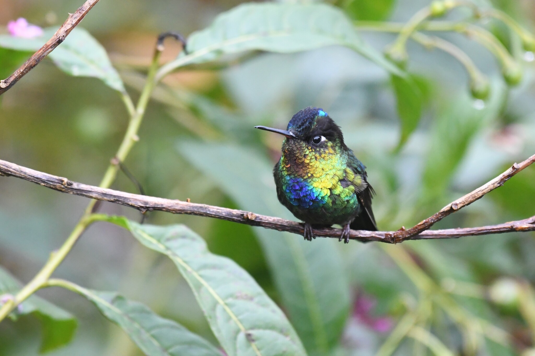 Fiery-throated Hummingbird (Panterpe insignis), photo 6