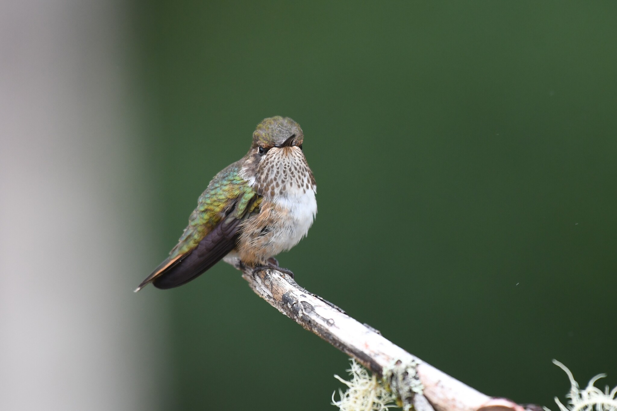 Volcano Hummingbird (Selasphorus flammula), photo 6