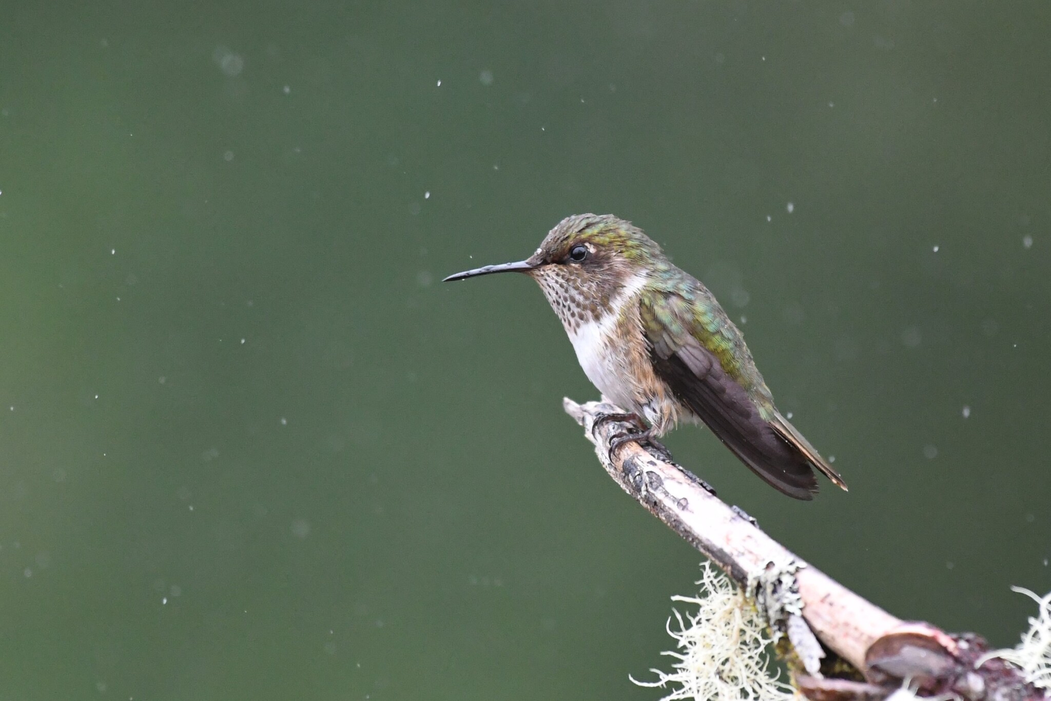 Volcano Hummingbird (Selasphorus flammula), photo 5
