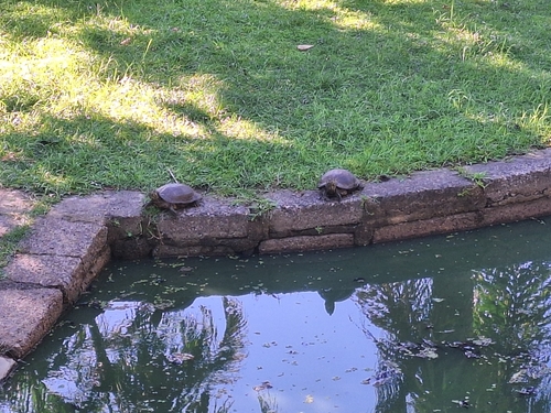 Trachemys dorbigni