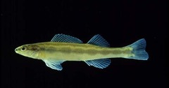 Goldline Darter photo 4