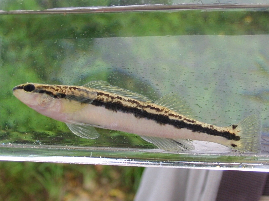 Goldline Darter