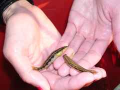 Goldline Darter photo 2