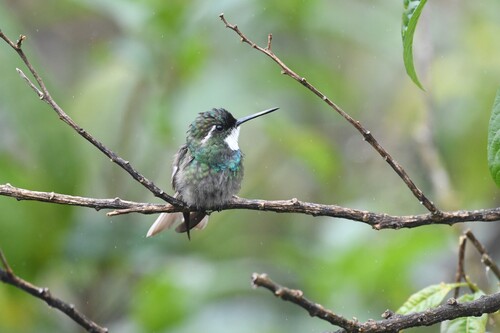 White-throated Mountaingem (Lampornis castaneoventris), photo 8