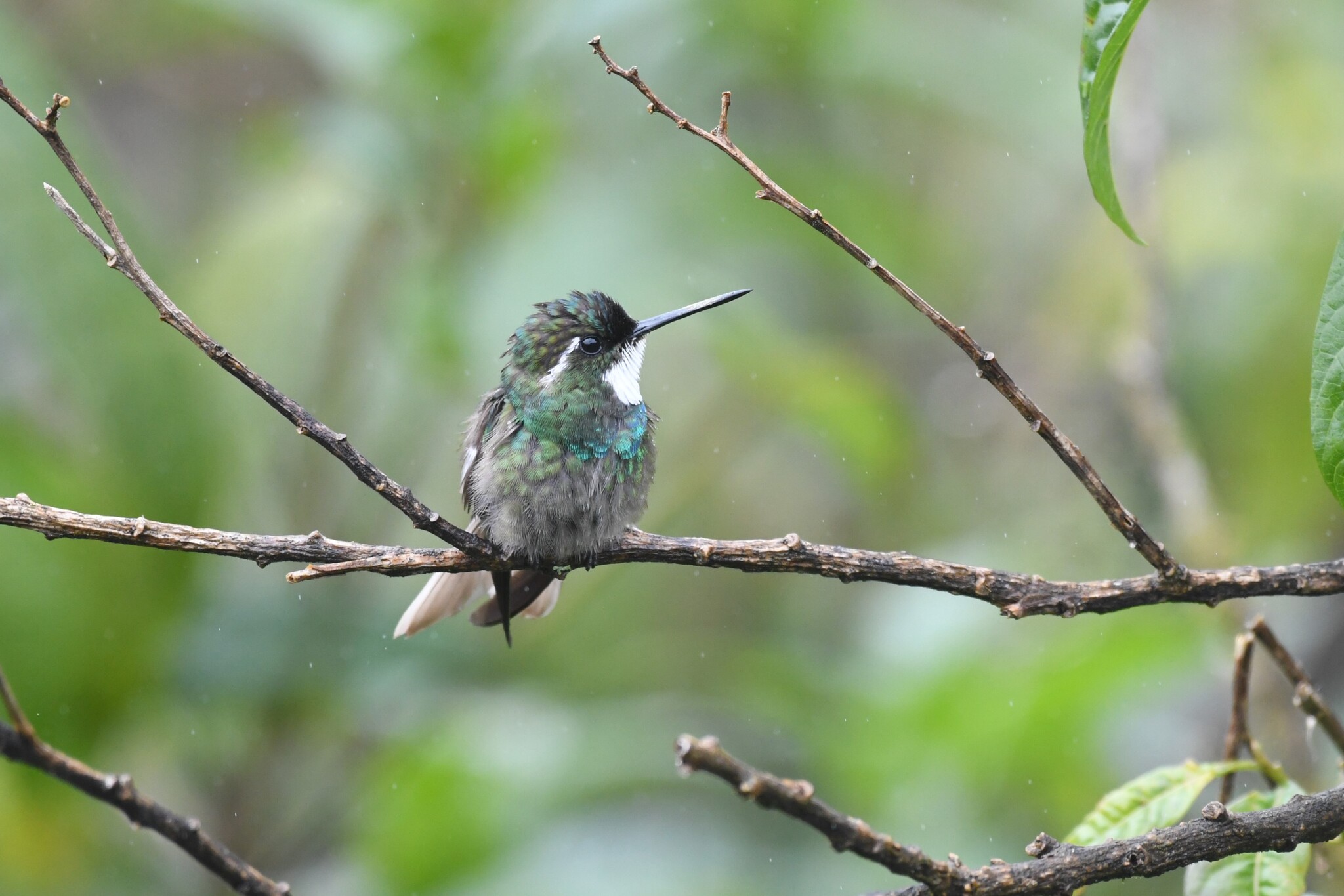 White-throated Mountaingem (Lampornis castaneoventris), photo 9