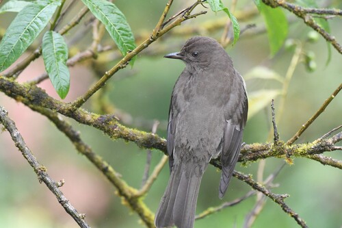 Mountain Thrush (Turdus plebejus), photo 3