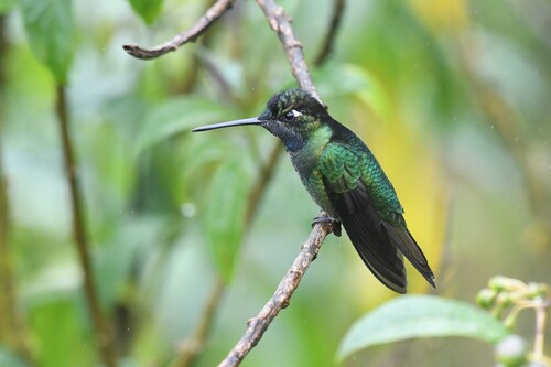 Talamanca Hummingbird (Eugenes spectabilis), photo 7