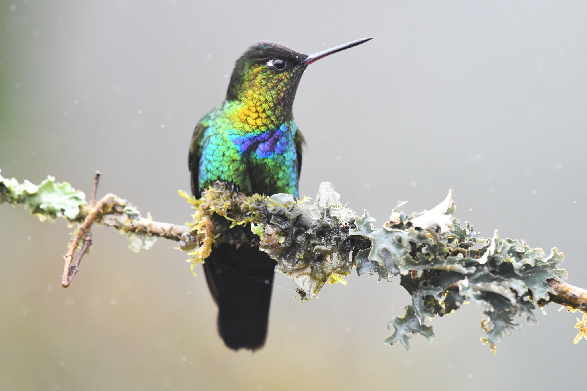 Fiery-throated Hummingbird (Panterpe insignis), photo 7