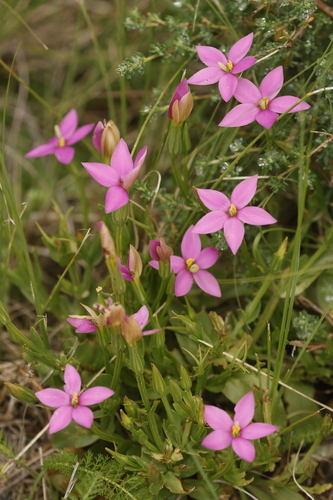 Grassveld Chiron (Chironia krebsii)