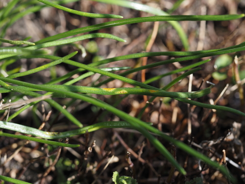 Gewöhnlicher Milchsternrost