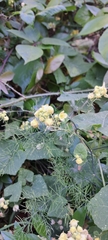 Bryonia verrucosa, photograph author not stated, no rights reserved