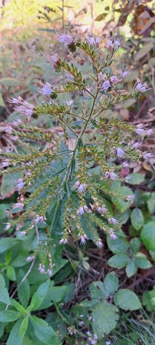 Echium strictum, photograph 2