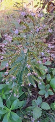Echium strictum, photograph author not stated, no rights reserved