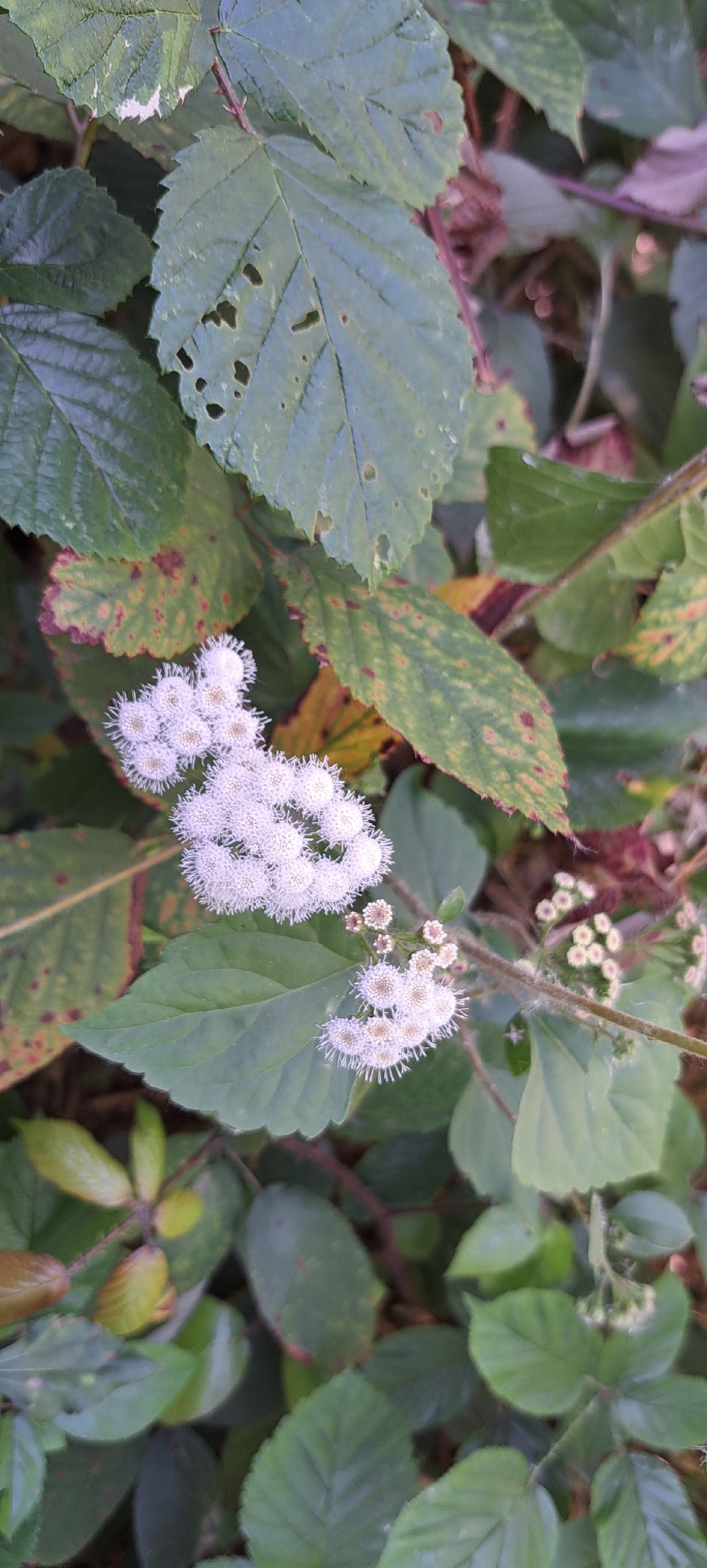 Flor de espuma