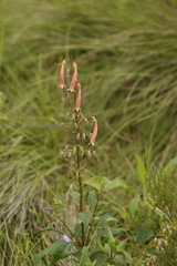 Phygelius aequalis, photograph author not stated, no rights reserved