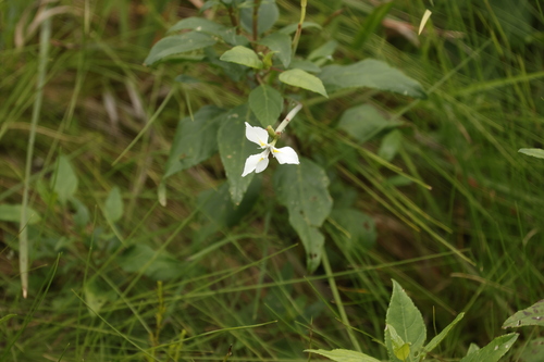 Whitetip Uintjie (Moraea albicuspa)