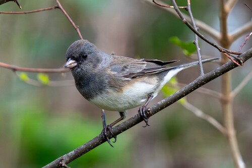 Dark-eyed Junco photographed in Louisiana