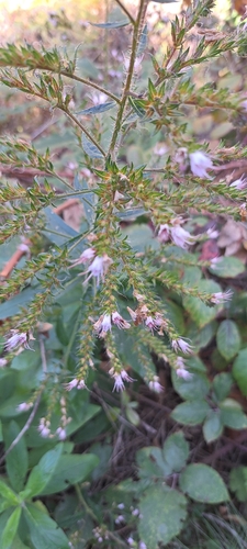 Echium strictum, photograph 3