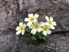 Primula vulgaris