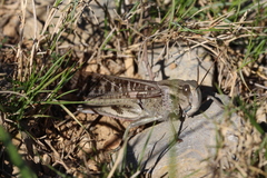 Locusta migratoria cinerascens