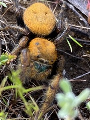 Phidippus nikites
