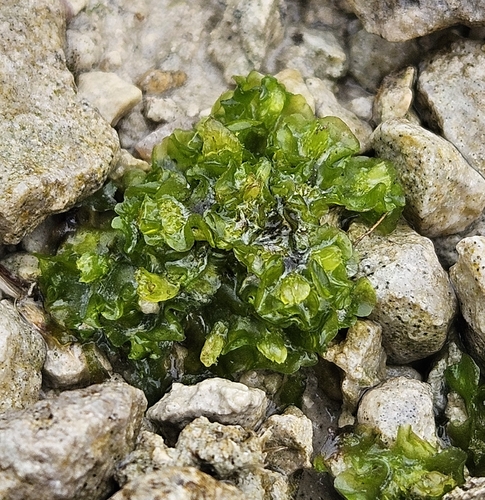 Flotow's Ruffwort (Moerckia flotoviana)